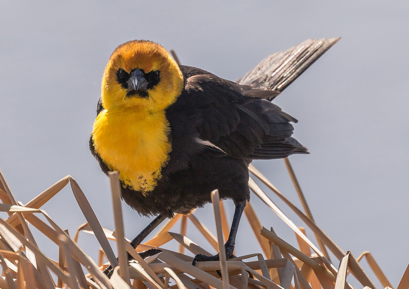 Angry Bird by Stino Scaletta